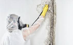 Best Mold Remediation for Vacation Homes  in Rossford, OH